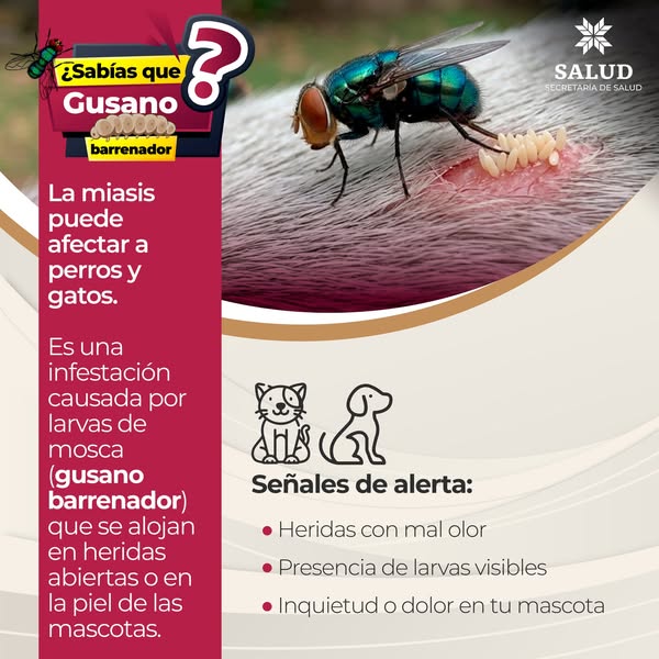 Noticia